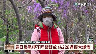 台中溪尾櫻花陸續綻放 估228連假大爆發｜華視台語新聞 2023.02.17