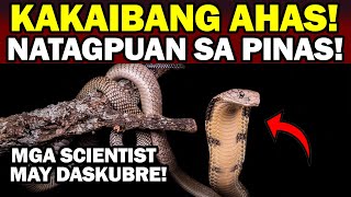 GRABE! KAKAIBANG AHAS NA NADISKUBRE NG MGA SCIENTIST SA PINAS!