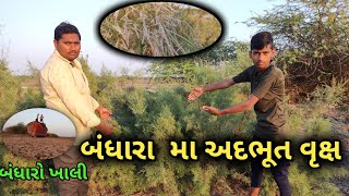 બંધારા મા અદભૂત વૃક્ષો🌲🌳🌴 || methala bandharo || બંધારો ખાલી થઈ ગયો ||