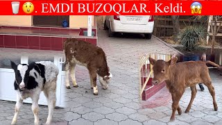 ESTON GOLISHTEN SIMMENTAL BUZOQLAR K. 🥛🏃909409110