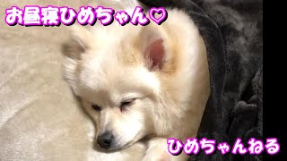 【ひめちゃんねる】【ミックス犬】【日本スピッツ×ポメラニアン】人間みたいな格好でお昼寝するひめちゃん♡