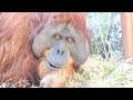 スマトラのバリとムカ姉さん（sumatran orangutan bari and her older sister muka）　浜松市動物園　オランウータン　202211