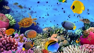 The OCEAN SEA Animals AND BIRDS4k VIDEO  WITH Relaxing MUSIC.#youtube #4k #trending#animals #birds
