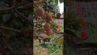 Mummy fruit full of flowers, full of fruit, lazy people grow tropical fruit。妈咪果满树花，满树果实，懒人种植的热带水果