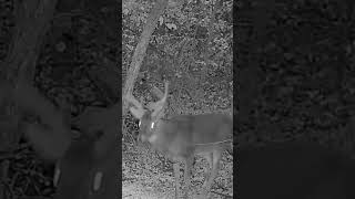 Unbelievable Deer survives somebodies BAD shot #shorts #hunting #bowhunting