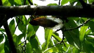 Cicada Mating Call