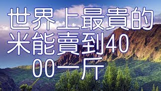 世界上最貴的米能賣到4000一斤