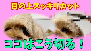 目の上スッキリカット【MIXのお顔丸くカット：トリミング】