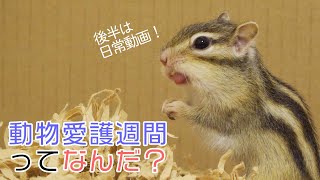 動物愛護週間ってなんだ？/ペレットにドーピングしたらシマリスは食べる？