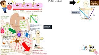 Fisiología clase 14: Electrocardiograma, VECTORES, SISTEMA HEXAXIAL