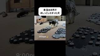 【犬】本当は外でおしっこしたい　#しゃべる犬モネ