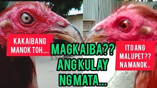 magkaiba Ang magkabilang mata | mayahin na manok