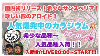 【観葉植物・多肉植物】2024.05.16 国内初リリース！サンスベリア　希少人気品種　入荷紹介LIVE Gardenえん大阪