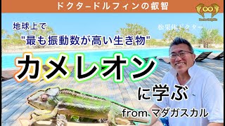 地球上で最も振動数が高い “カメレオン” に学ぶ ドクタードルフィンの叡智 [ドクタードルフィン 松久 正 公式チャンネル]