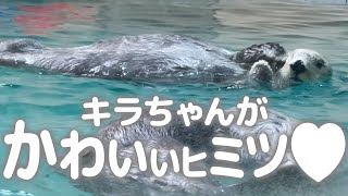 【鳥羽水族館】ラッコ🦦キラちゃん 身だしなみはレディの嗜み✨️