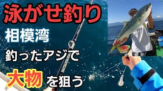【泳がせ釣り】ブリ・ワラサ大物狙い 相模湾 アジ泳がせ釣り 大磯 邦丸