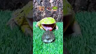 😸 VS 🐸 | Cat VS Frog 🐸 😺 🐢 🦀 #beats #music #funny #fighting #eating #frog #cat #viral #shorts #video