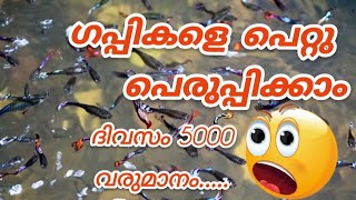 ഗപ്പികളെ പെറ്റു പെരുപ്പിക്കാം...|വരുമാനം നേടാം 😮#guppymalayalam #guppykerala