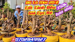 #ChúNgân_0702849927, BG Lô Phôi Mai Vàng cốt cành đều, giá cực rẻ từ 350k bao ship @cscanthohg