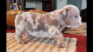 AKC Exotics English Bulldog Lilac Tri Merle / Cute and beautiful pup 5 weeks old