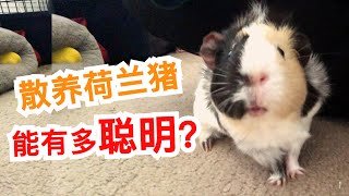 散养荷兰猪能有多聪明？细数这些高智商行为