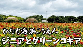 ビタミンカラーのジニアとモフモフグリーンコキア  Vitamin-colored Zinnia flowers.Fluffy Kochia