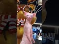 happy sphynx cat funny catlover sphynxmoments cat kitten best