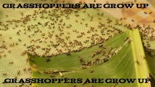 Baby grasshoppers