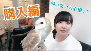 【ざっとお話し】フクロウについて~購入編~