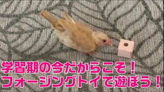 【文鳥】フォージングトイで遊ぼう！ Java sparrow plays foraging toys.【旧チャンネル動画】