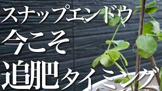 【スナップエンドウ】大量に収穫したいなら今！肥料をあげてください