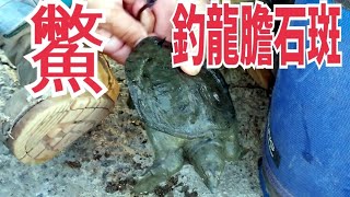 釣龍膽石斑1魟2鱉3烏仔是真的嗎？（第333部）