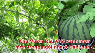 Khu Vườn Rau Việt xanh mơn mởn trong ngôi nhà ở Đài Loan