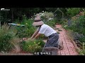 a video full of june early summer garden perennials sowing annuals summer gardening