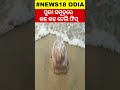 ପୁରୀରେ ଶହ ଶହ ବିରଳ ମାଛ thousands of dead jellyfish swarm odisha s puri sea beach n18s