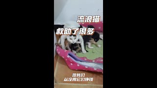 因为一次救助，或许改变了我的生活轨迹！#我和流浪猫的故事#流浪猫救助#关注流浪动物#可怜猫猫#理智养宠勿抛弃1