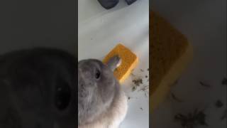 TU DÉFIE L'AUTORITÉ ! #funny #pets #rabbit