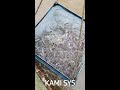 kami sys implemented super intensive indoor shrimp farming