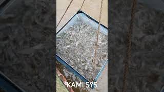 KAMI SYS implemented super intensive indoor shrimp farming