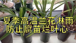 夏季高温，兰花淋雨一定要做好杀菌工作，防止腐苗烂叶心。