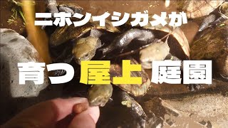 【ニホンイシガメが育つ屋上庭園】完全自然循環型ビオトープ　ニホンイシガメ飼育　イシガメ　爬虫類　屋上緑化　