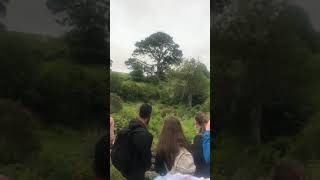 Artificial oak tree in Hobbiton, New Zealand 🇳🇿