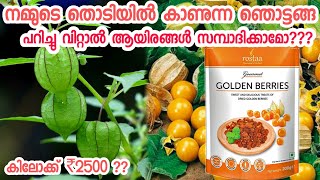 ഞൊട്ടാ ഞൊടിയന് ഇത്രക്ക് വിലയുണ്ടോ? സത്യാവസ്ഥ അറിയാം|malayalam gardening|chedikal malayalam|pookkal