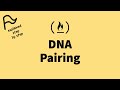 [STEP BY STEP] FreeCodeCamp - DNA Pairing