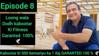 Episode  8 | kabootar ki sub bemari ka aik ilaj Loong wala dodh | pigeon health n care treatment