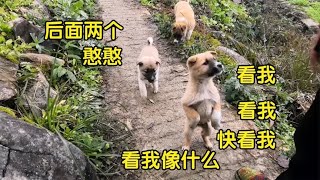 中华田园犬豆豆，小朋友放学回家和狗狗玩，然后上演一场争宠之战