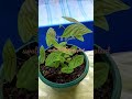 swallow tail butterfly plant variety#shorts/6421 tv