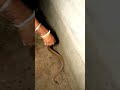 ಸ್ನಾನ ಮಾಡುವ ಮನೆಯಲ್ಲಿ ನೀರಹಾವು ರಕ್ಷಣೆ ♥️😊 snakerescue snakes share youtube