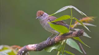 Curruca capirotada  - Sylvia atricapilla . . .