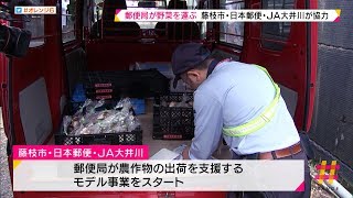 高齢農家の出荷作業を支援　郵便局が野菜を運ぶ実証実験